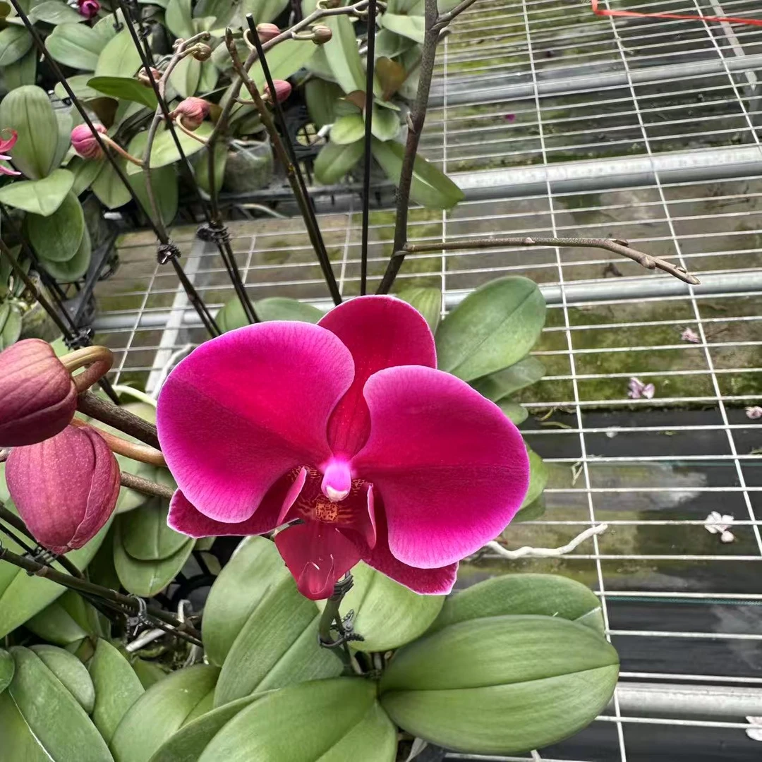 【香山3.0寸】蝴蝶兰鲜花盆栽