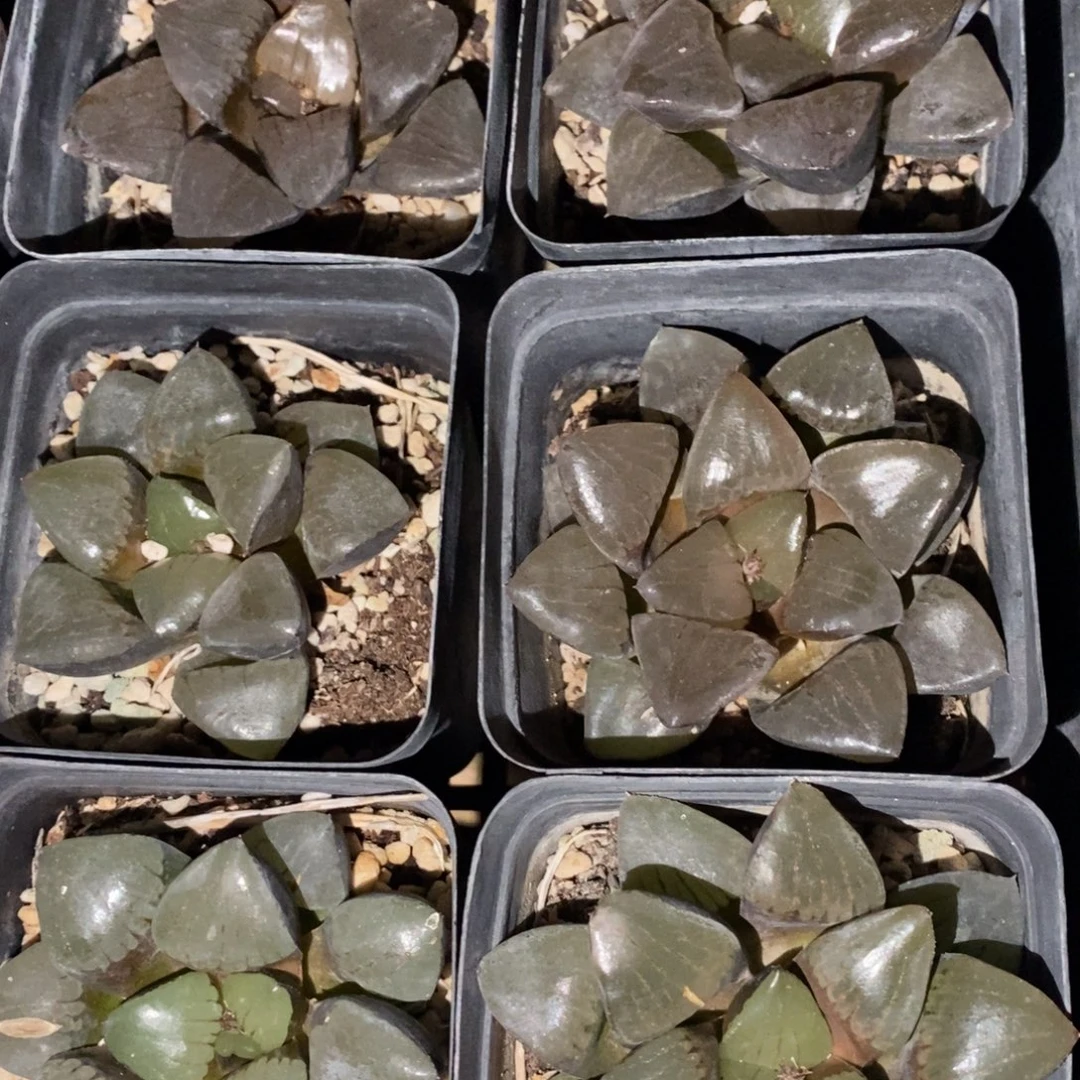 104 十二卷大日月潭一颗