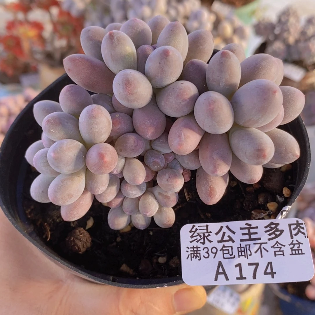 汤圆8 cm174多肉植物