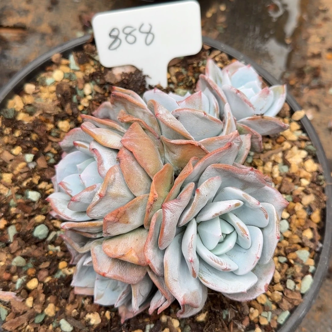 *****888。        奶茶五头