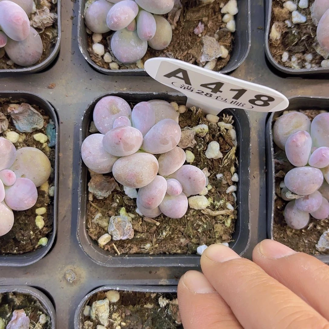 A418彩虹奶一物一拍