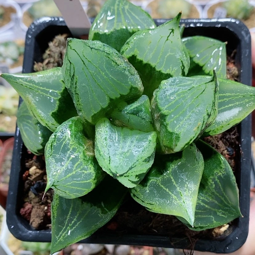 【闪购商品】57裹般若大母本