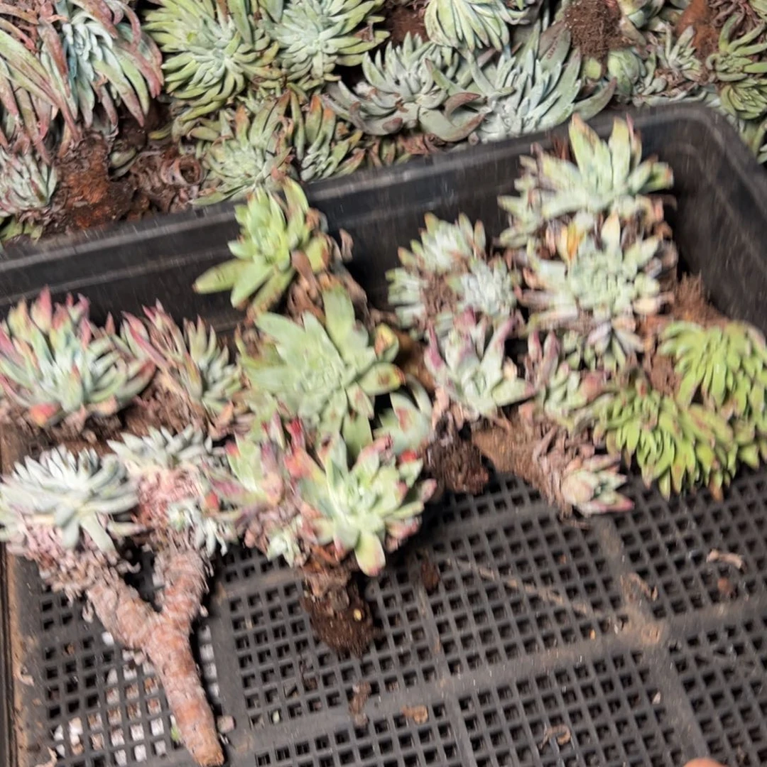 2255哈哈哈哈哈哈哈