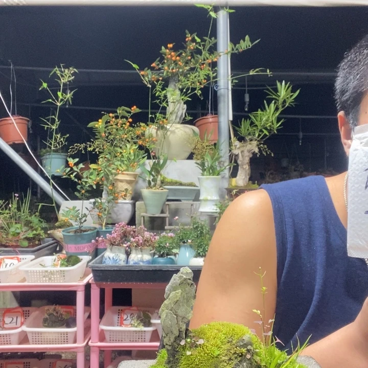 慎***之以实际为准盆景绿植盆栽35