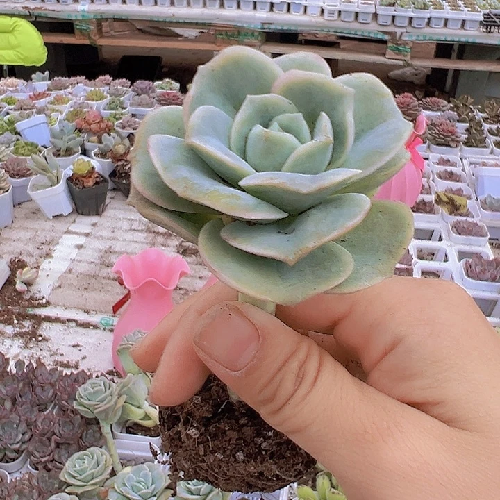 可爱玫瑰托土19包邮