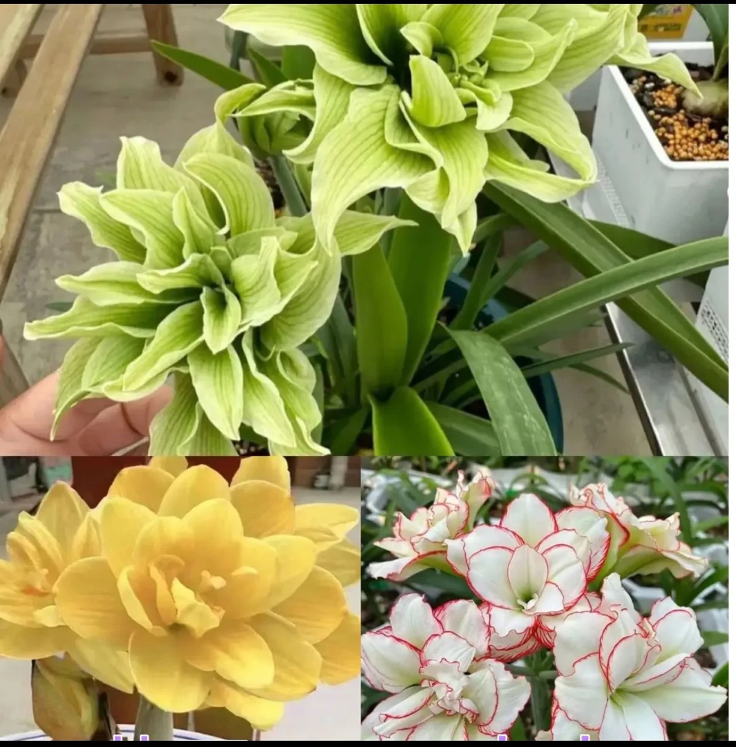 3颗不调换品种】朱顶红种球5厘米