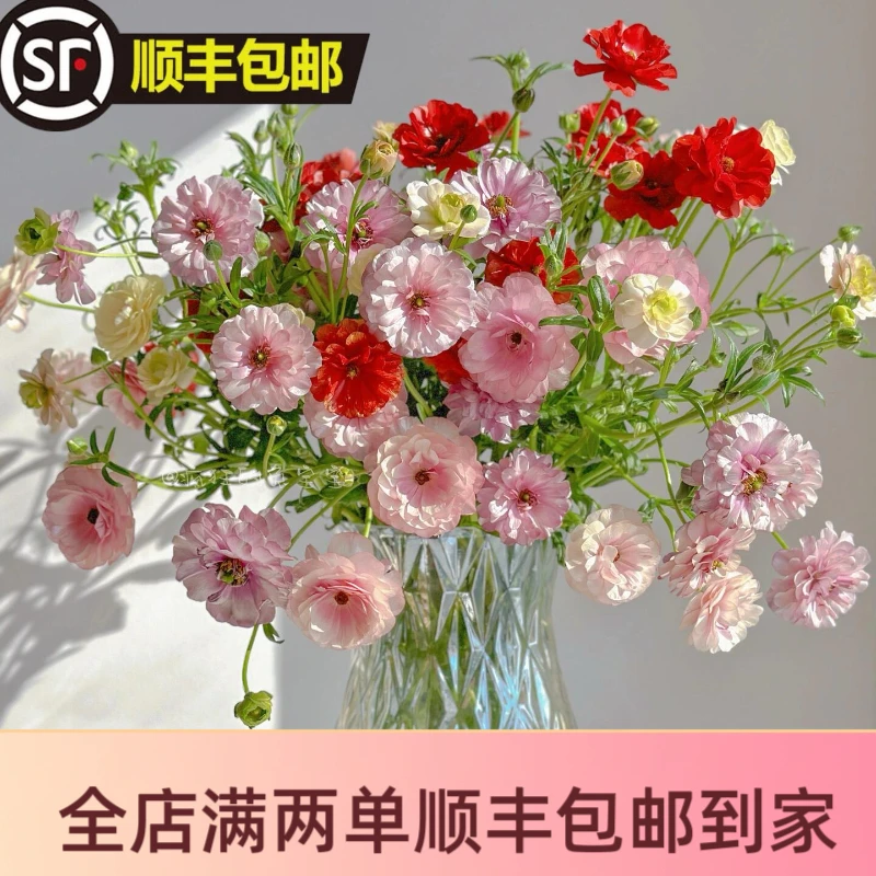 【蝴蝶洋牡丹】鲜花冬季限定小众花材云南生活鲜花基地直发超长花期