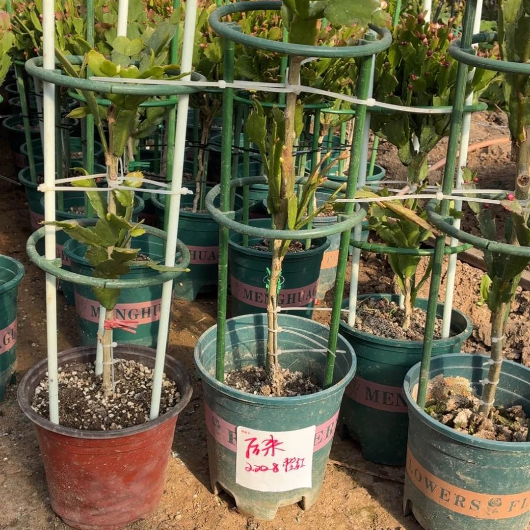 无花朵后来花友叶仙嫁接两层重瓣