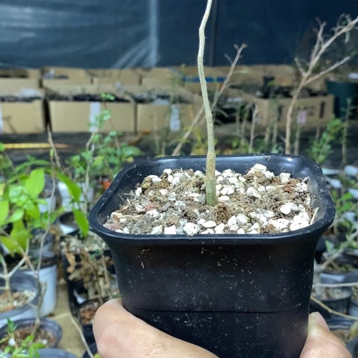 滔天实生量拍带盆土