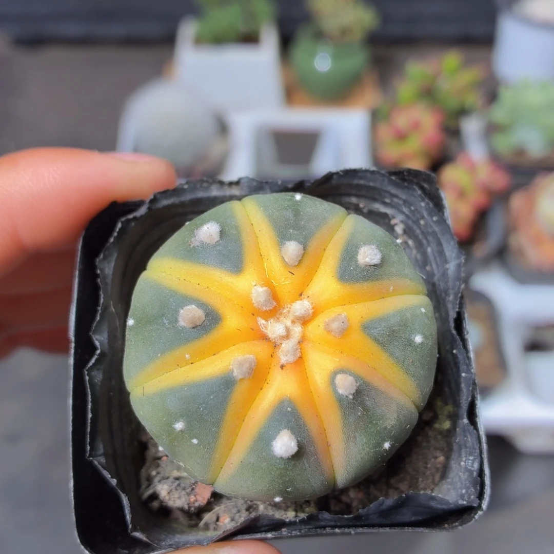星兜锦多肉9.9包邮发货