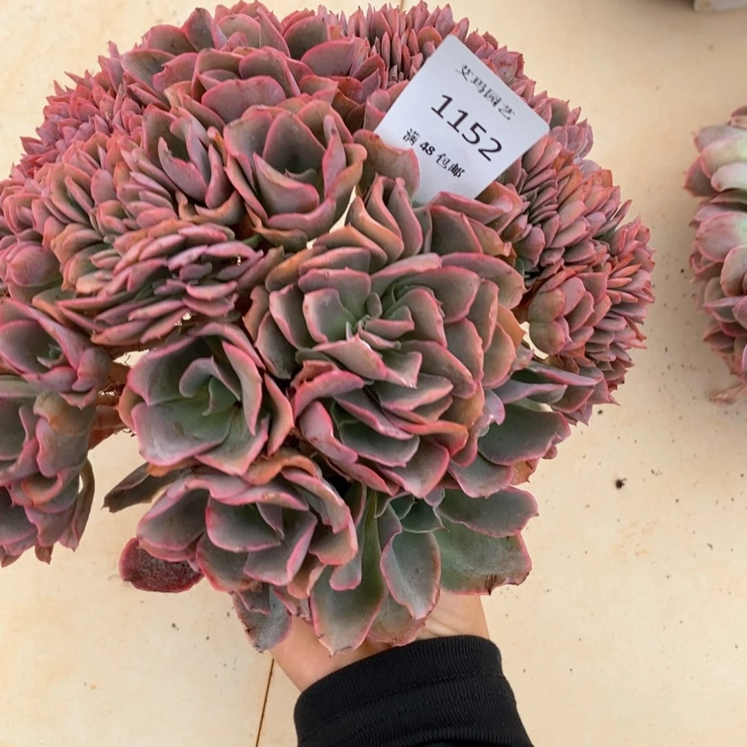 花**轩粉克缀化朵朵多肉1152