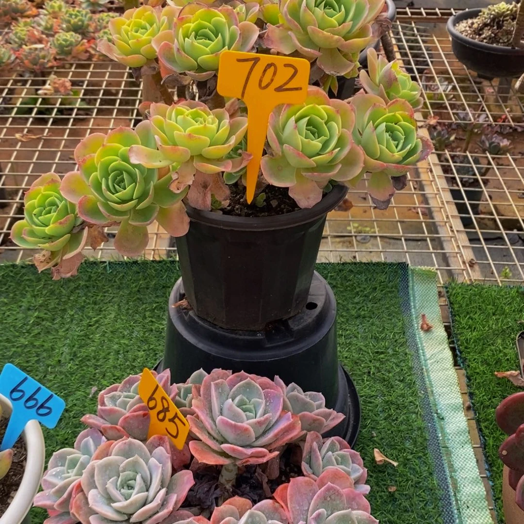 随***风柠檬玫瑰702。