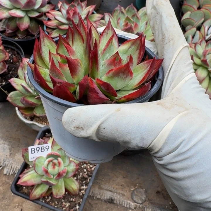 惊鸿仙子量拍双头 2 颗