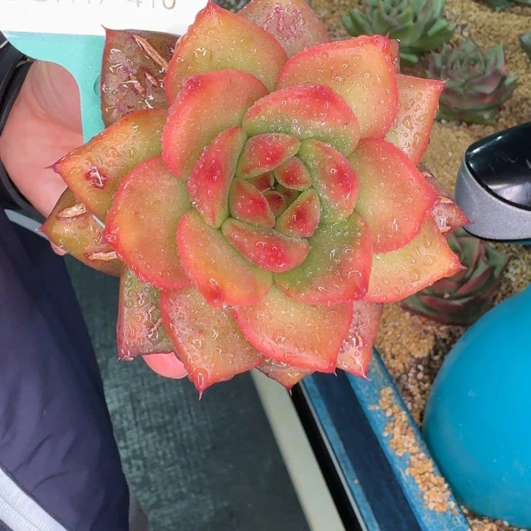 敏***从前慢花园多肉编号1117-410