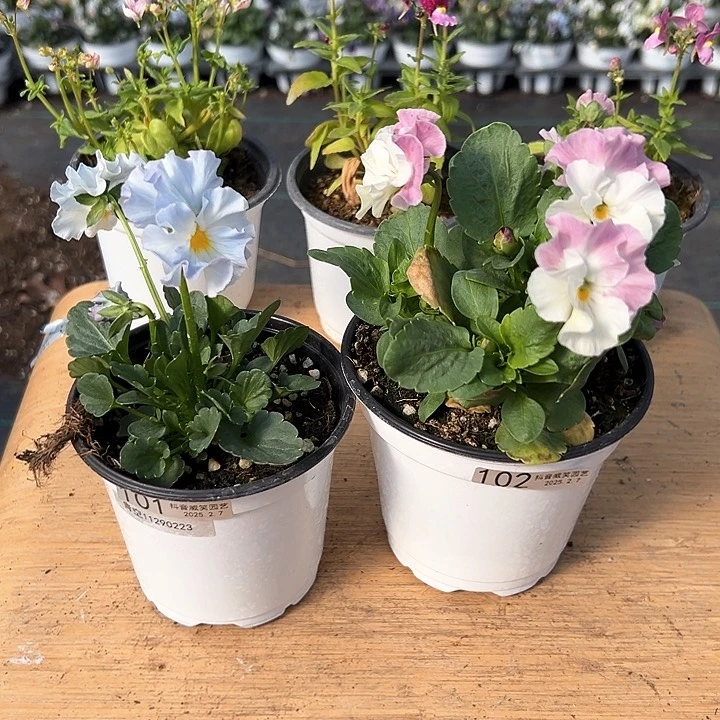 琉璃抖音直播闪拍101-102