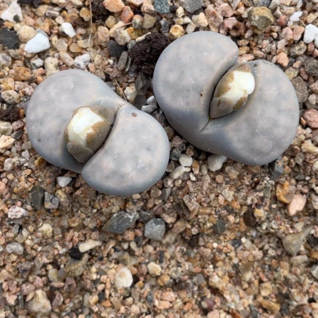 非偏远满20包邮123