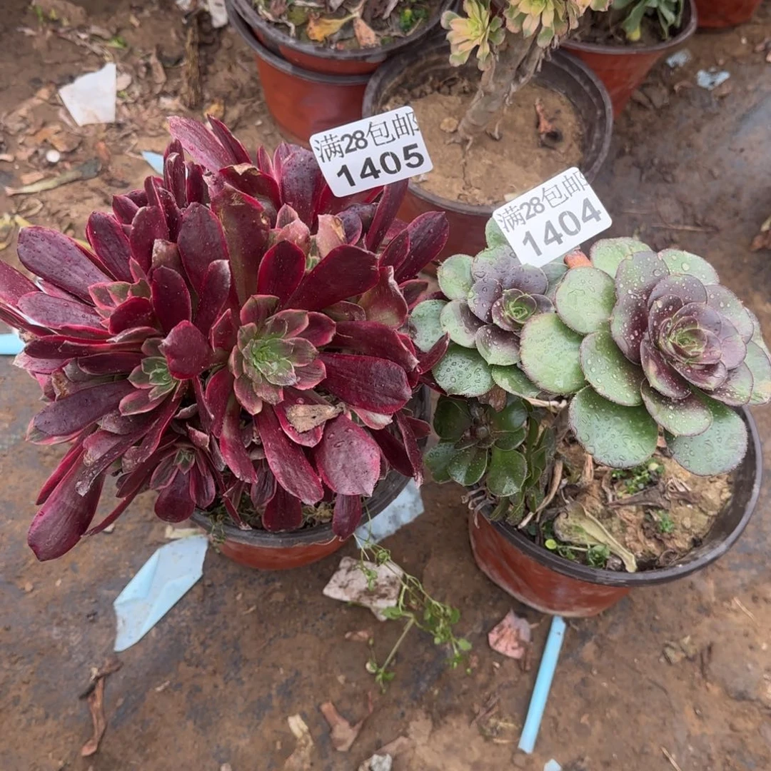 多肉瑕疵1404+1405满28包邮断枝不包