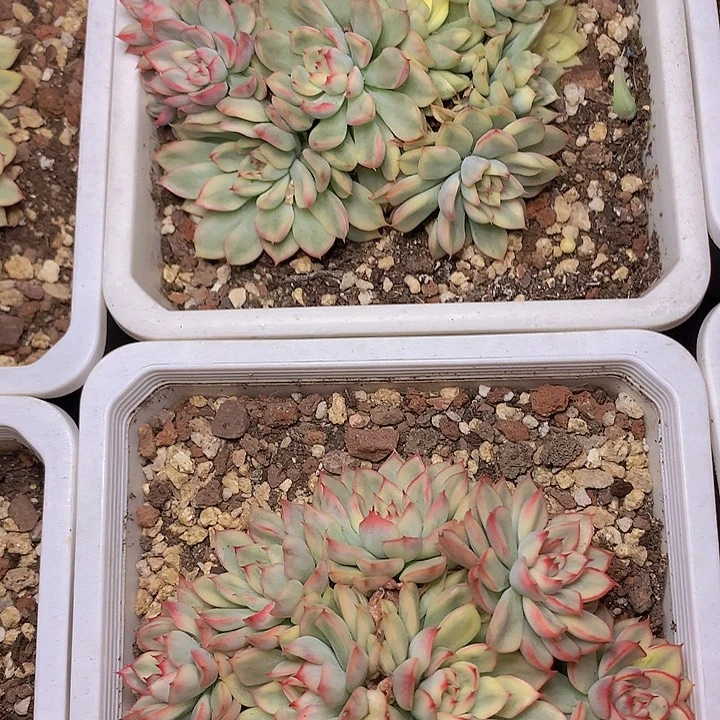 女厨锦群生10cm左右