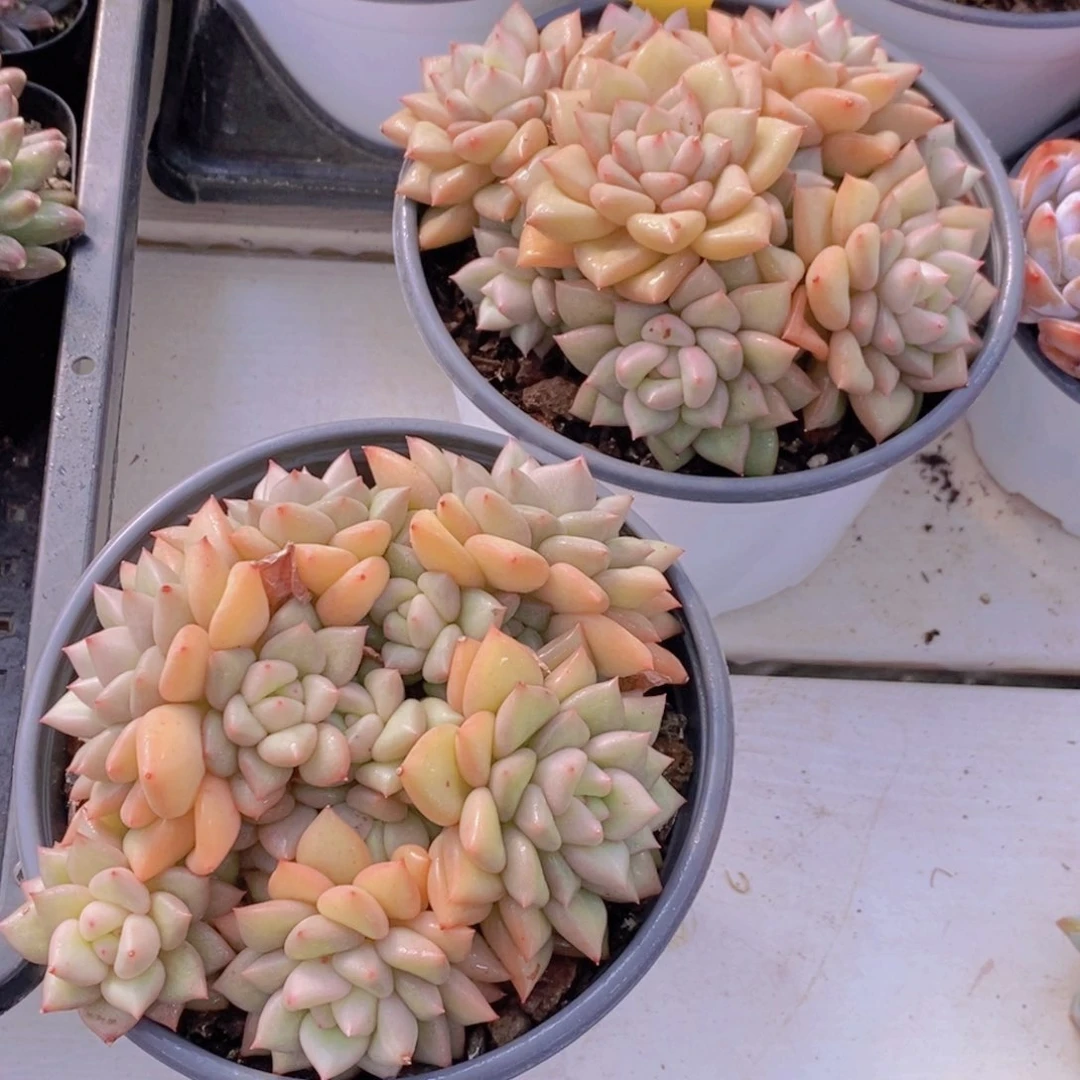 1202-36-大群母本黄金象牙多头一个