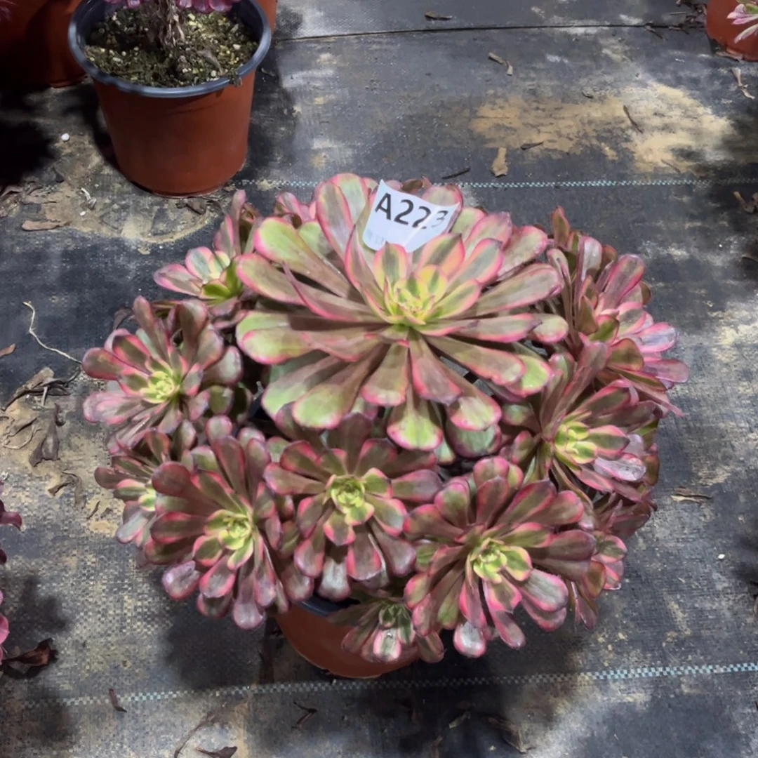 多肉植物美姬变异223多肉