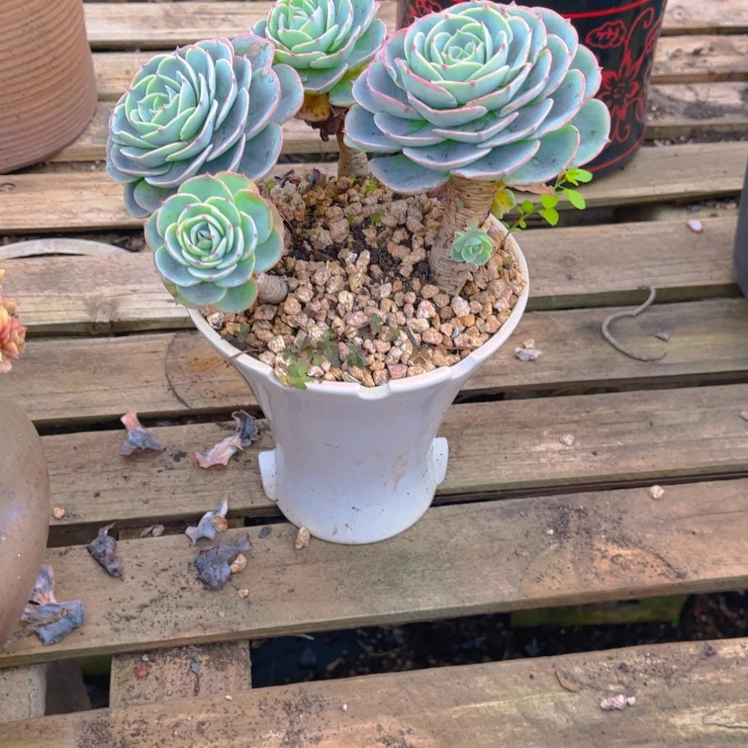 豆***包多肉植物保护研究所所长