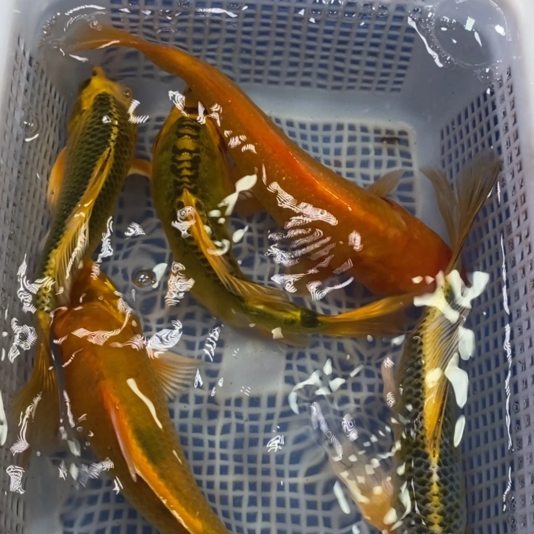 锦鲤冷水锦鲤包邮