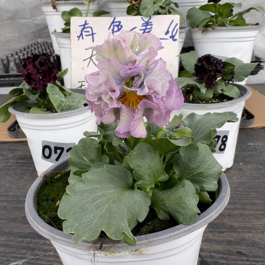 全部花朵077哈木村