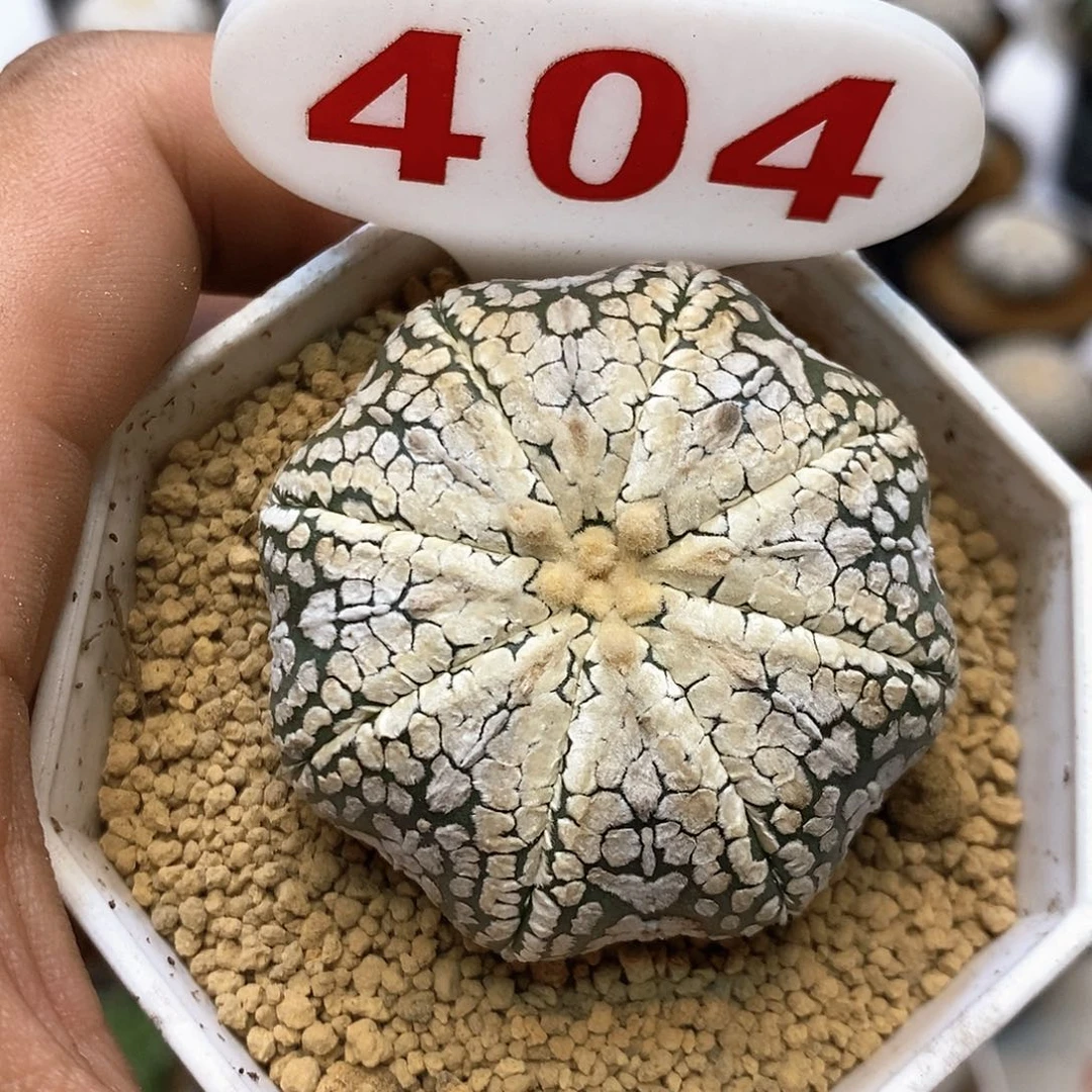 404福利特价咯啦了