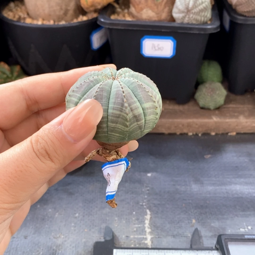 11欧系实生布纹球 一物一拍