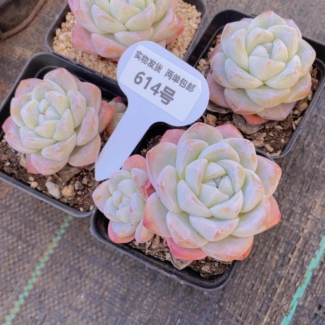 614号 钻石冰玉精品2个