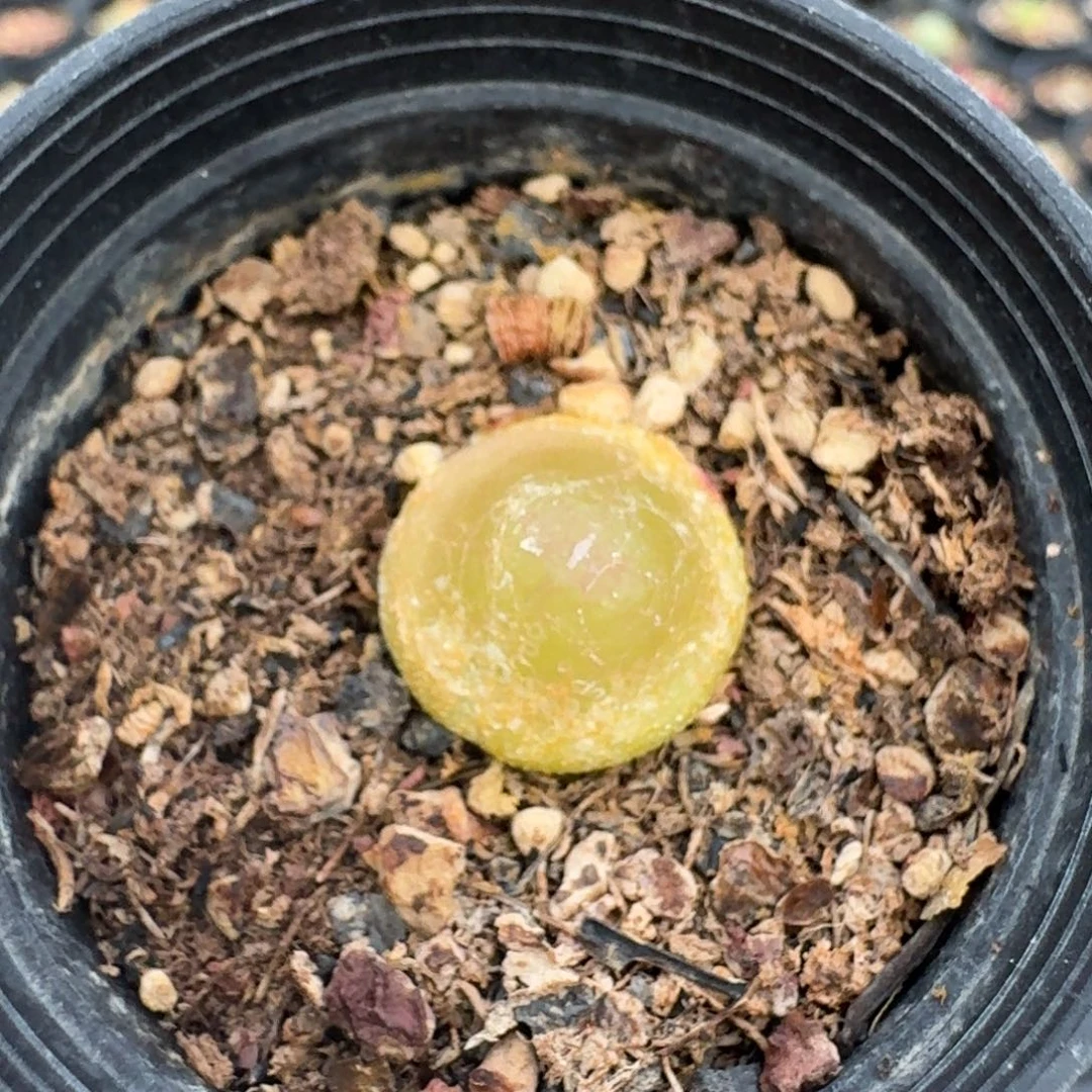 989灯泡尺寸1,5带盆发货