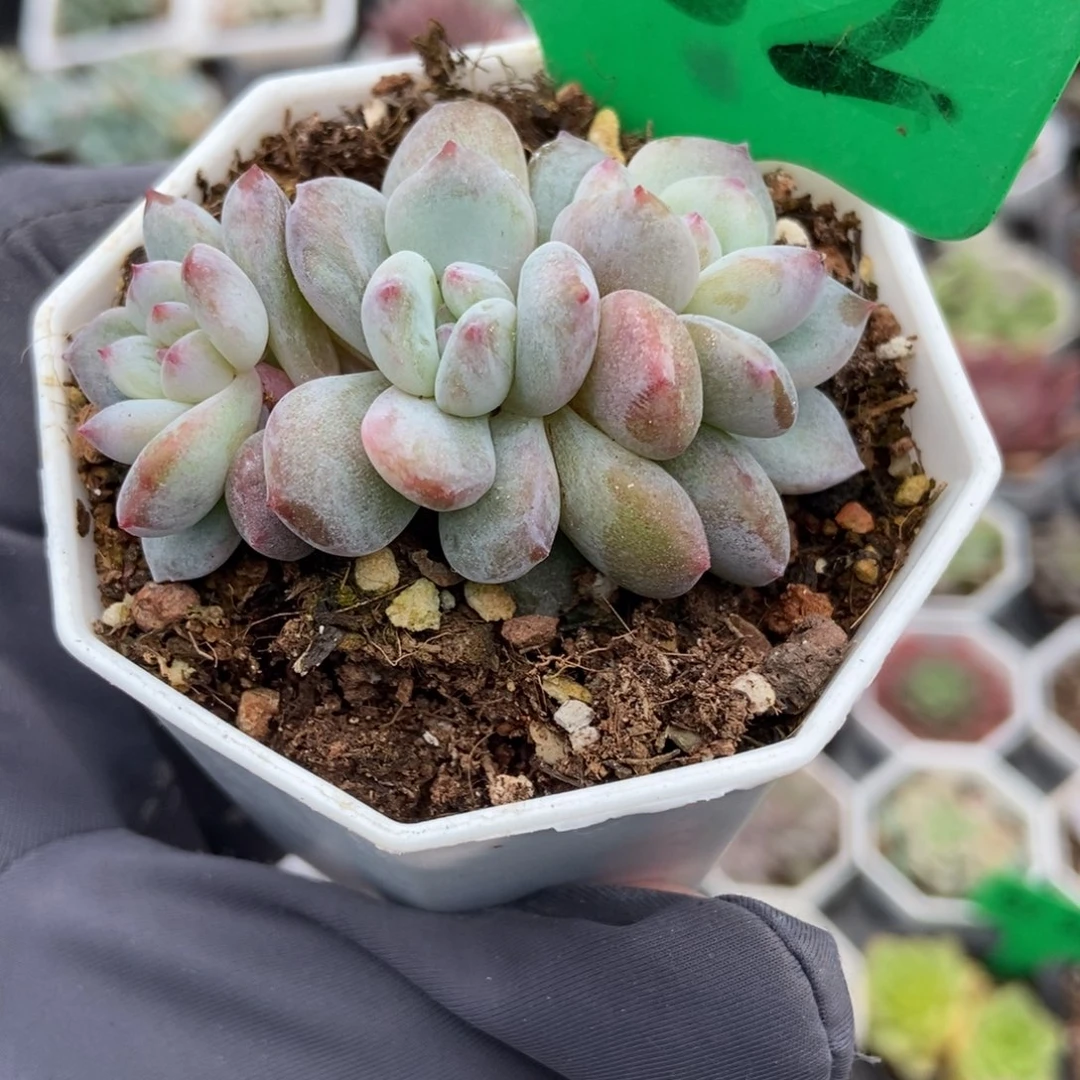 882石化星影多肉植物
