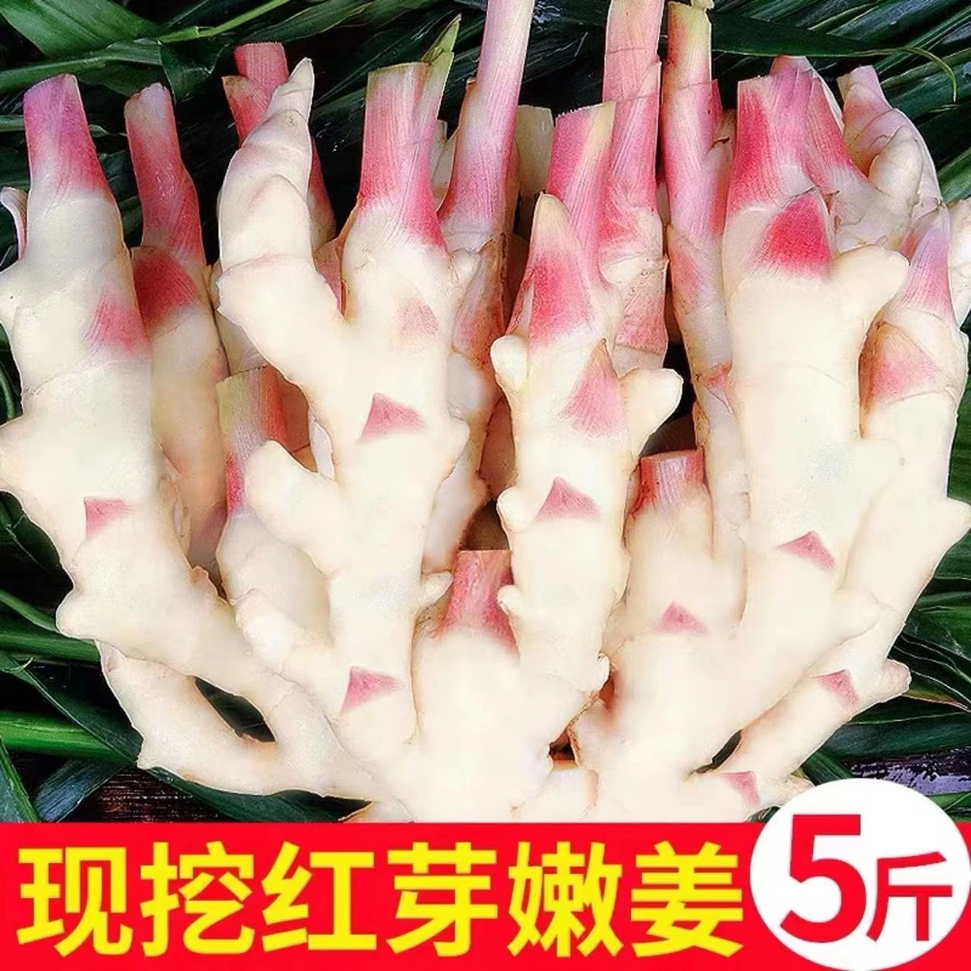 【十元五斤】云南嫩姜（可泡腌糖醋姜）冬吃萝卜夏吃姜现挖可腌制泡糖