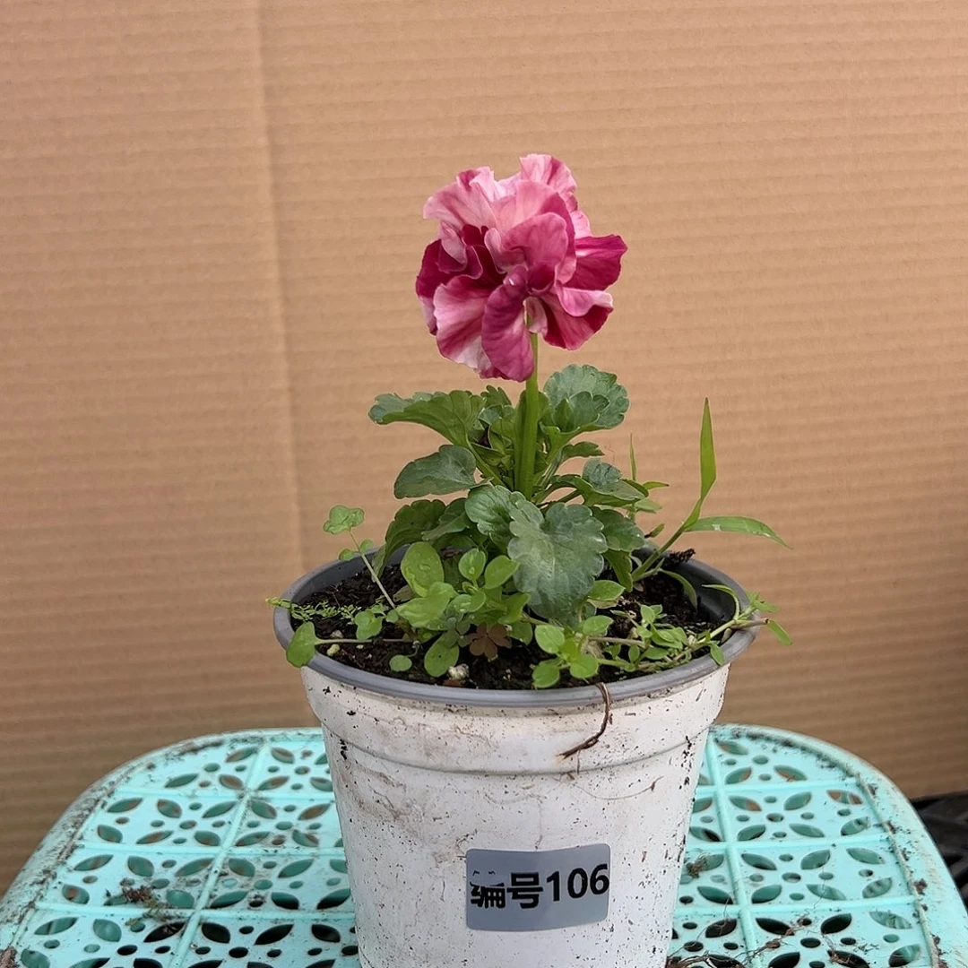 【闪购商品】完全开放106号