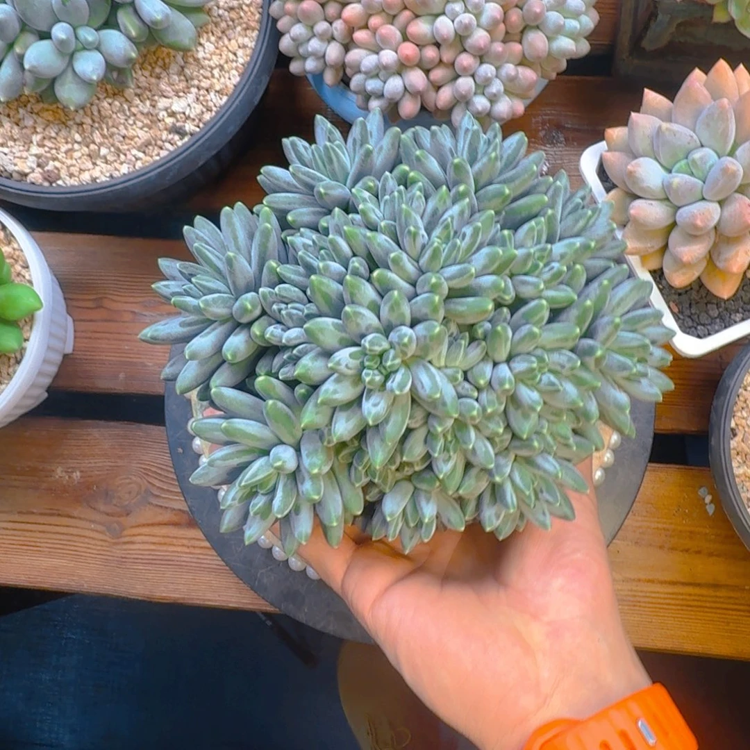 美伦美幻姐发货1111111111111