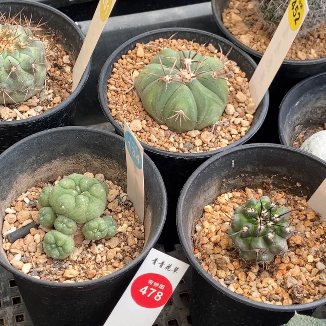 芊*芊芊569759760560539869855