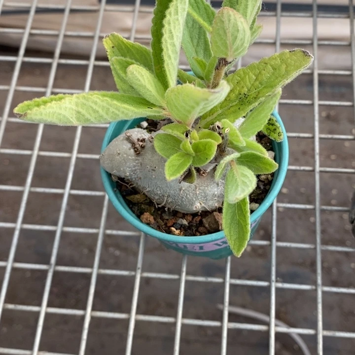 止****情伯克利的故事也很精彩很精彩