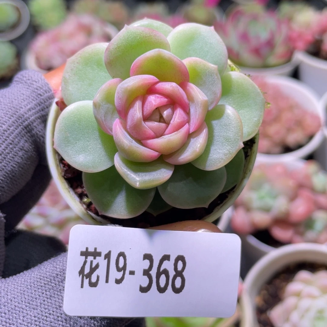 花利美19-368珍妮