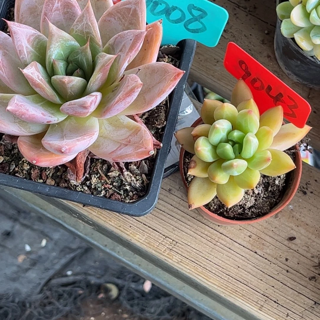 华****金9043号上午多肉植物群生多肉植物