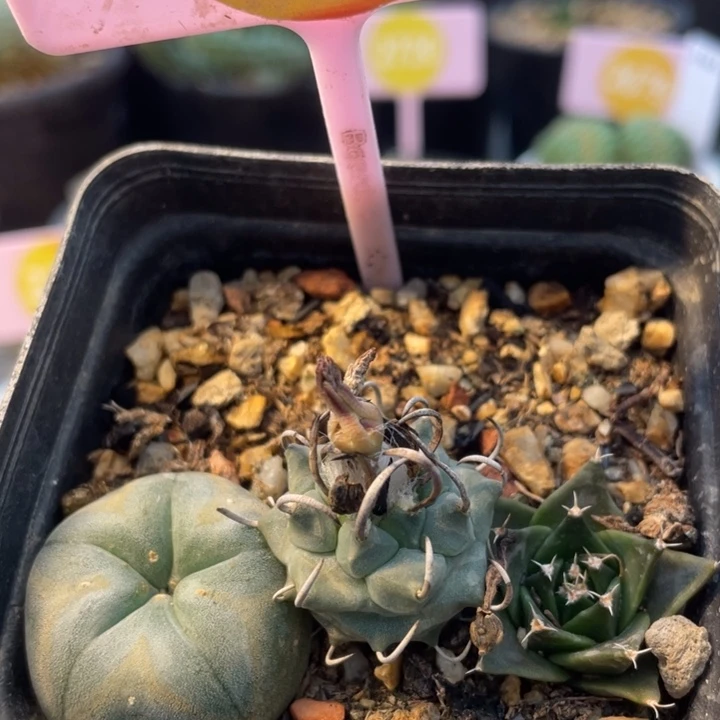 实生仙人球盒2608