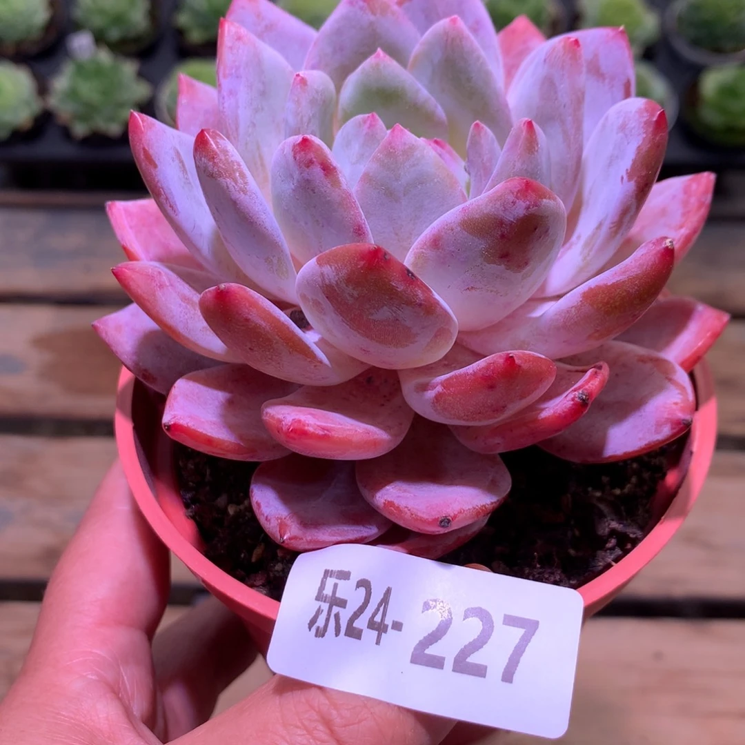 乐然24-227 橙梦露