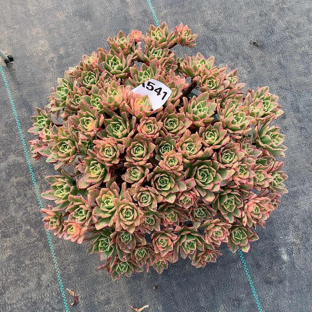 敏*541.甜茶多肉植物