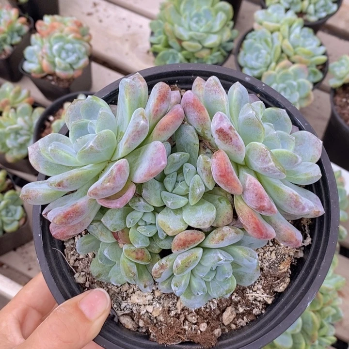 冰玉6头自然群11111