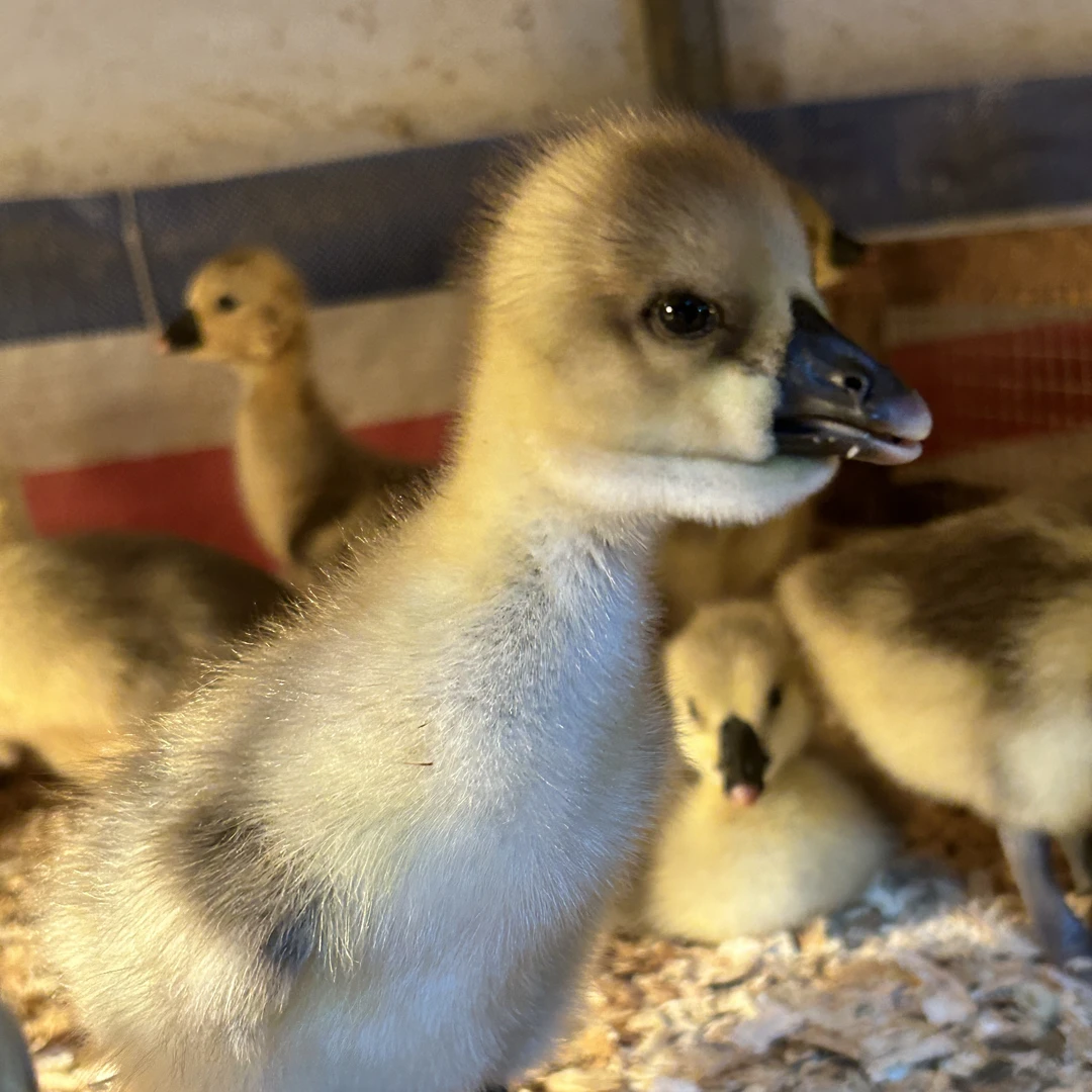 呆萌宠物大种（狮头娥）活体顺丰包邮到家