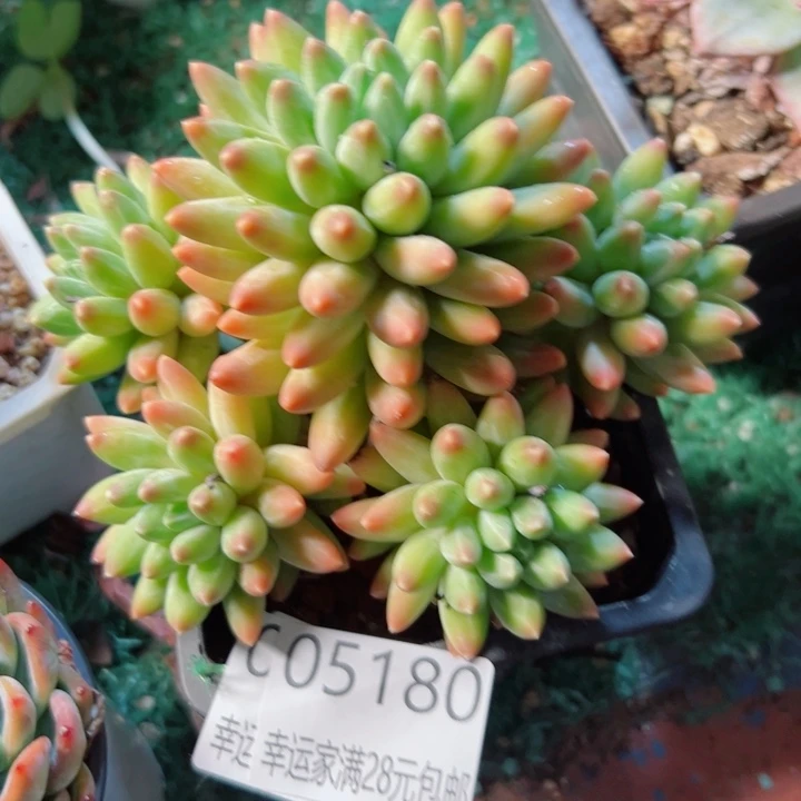 幸运的是我还没遇到过