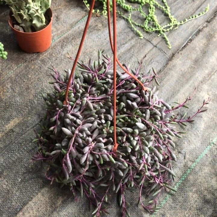 @***菊紫玄月超大盆一物一拍1