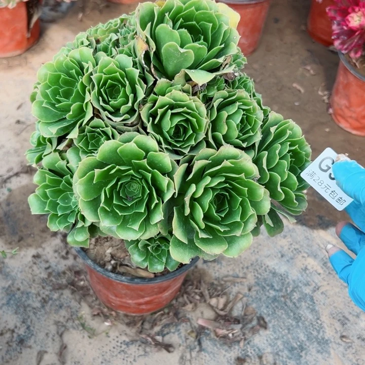 537绿网绿羊绒多肉