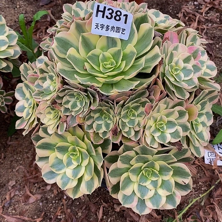 多肉七彩石381多肉植物