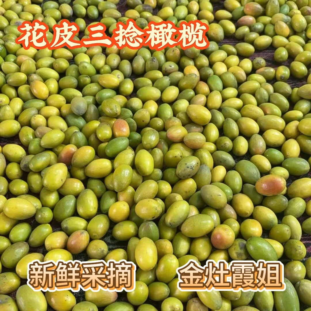 金灶橄榄老树花皮 三捻橄榄甘香回甘可生吃煲汤特产