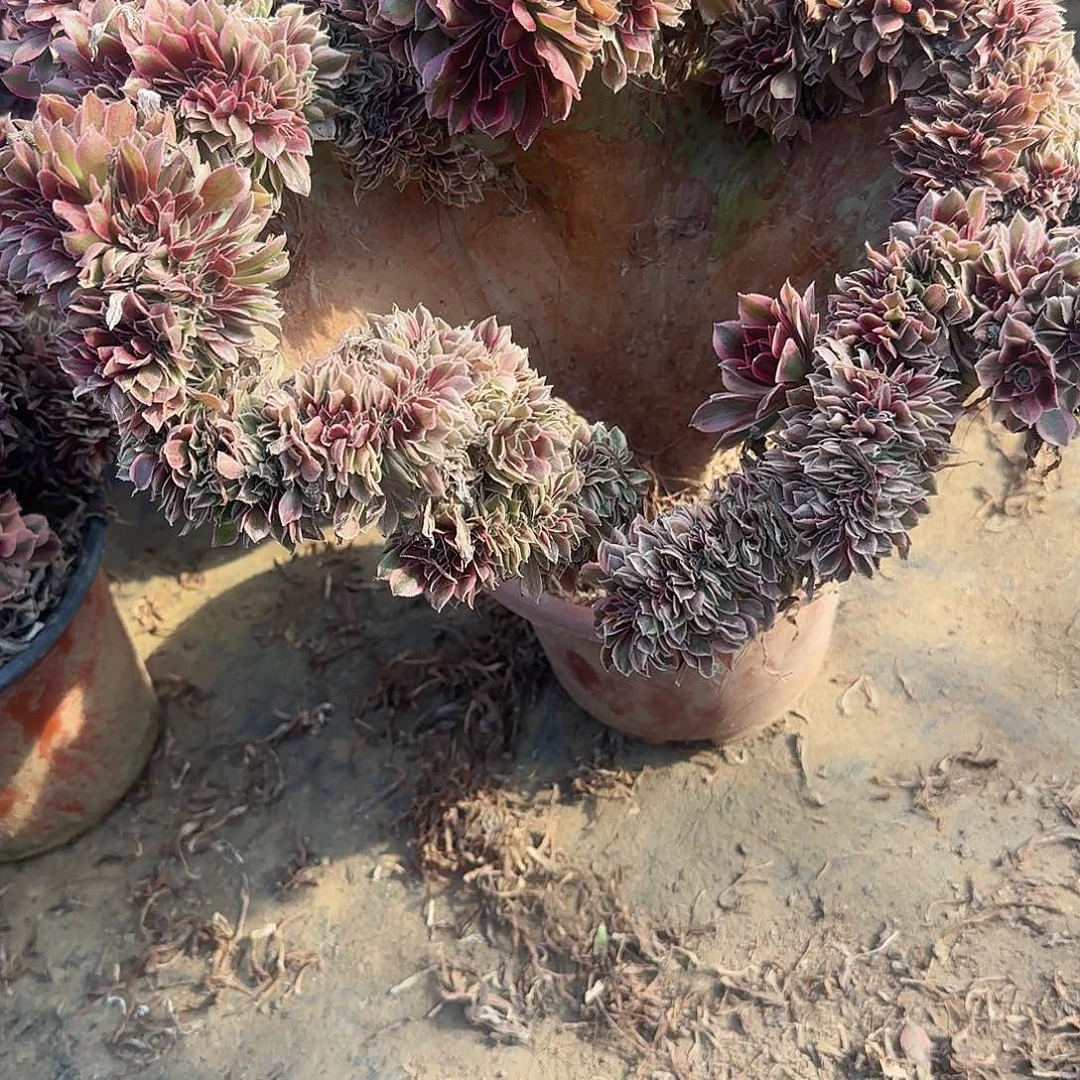 花***盆缀话脱土发货缀哈